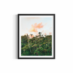 Aerial view of dense palm tree canopy at golden hour in the Byron Bay hinterland — Palm Heaven print by Saxon Kent