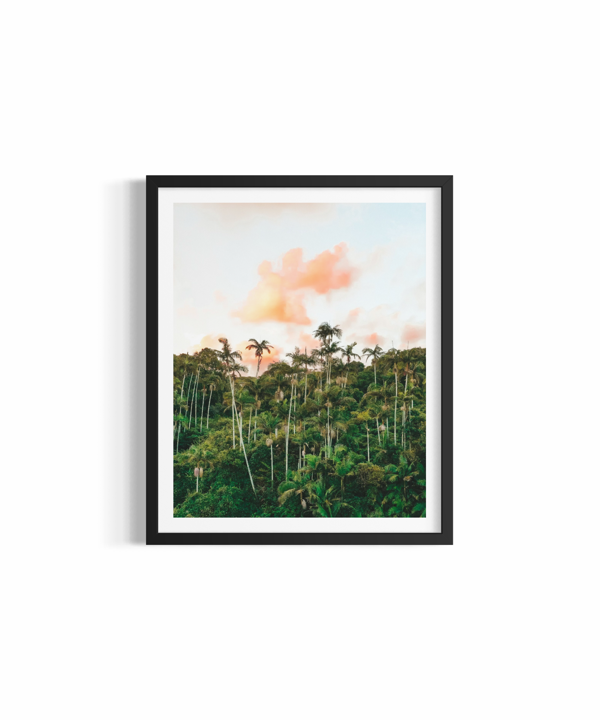 Aerial view of dense palm tree canopy at golden hour in the Byron Bay hinterland — Palm Heaven print by Saxon Kent