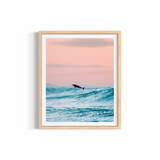 Dolphin Jump ~ Byron Bay