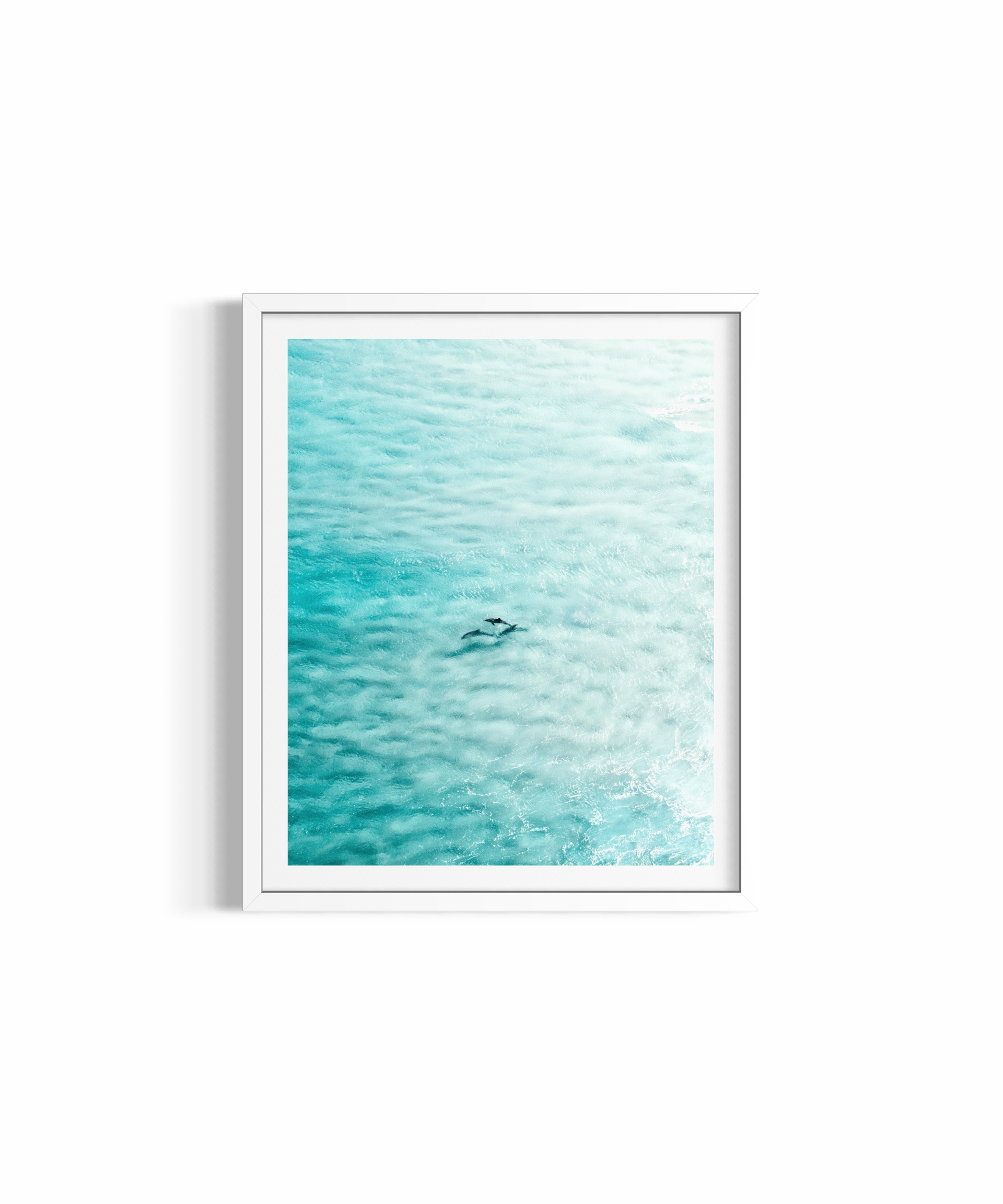 Dolphin Bliss ~ Byron Bay