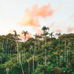 Palm Heaven — fine art nature print by Saxon Kent, Byron Bay hinterland coastal wall art