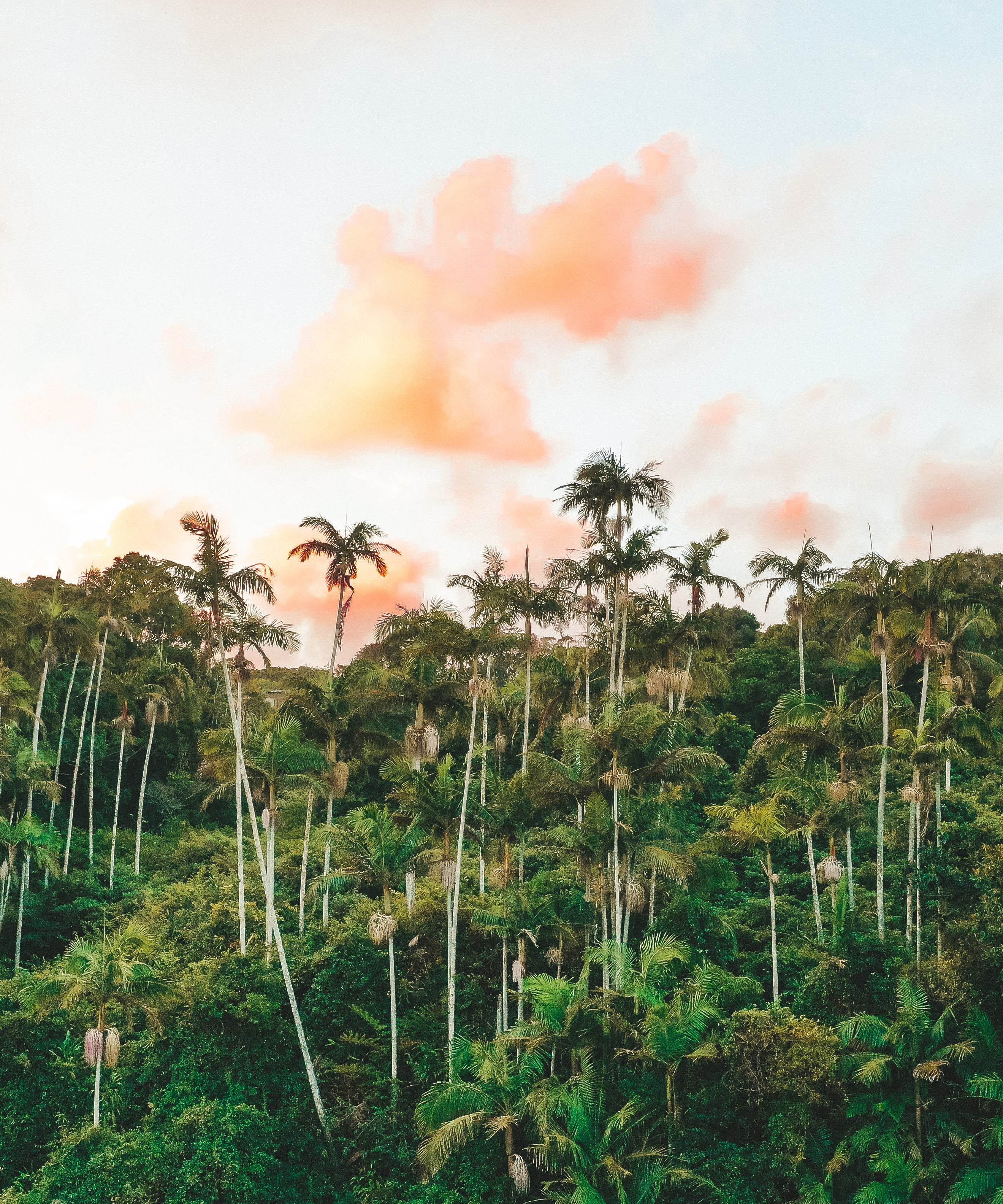 Palm Heaven — fine art nature print by Saxon Kent, Byron Bay hinterland coastal wall art