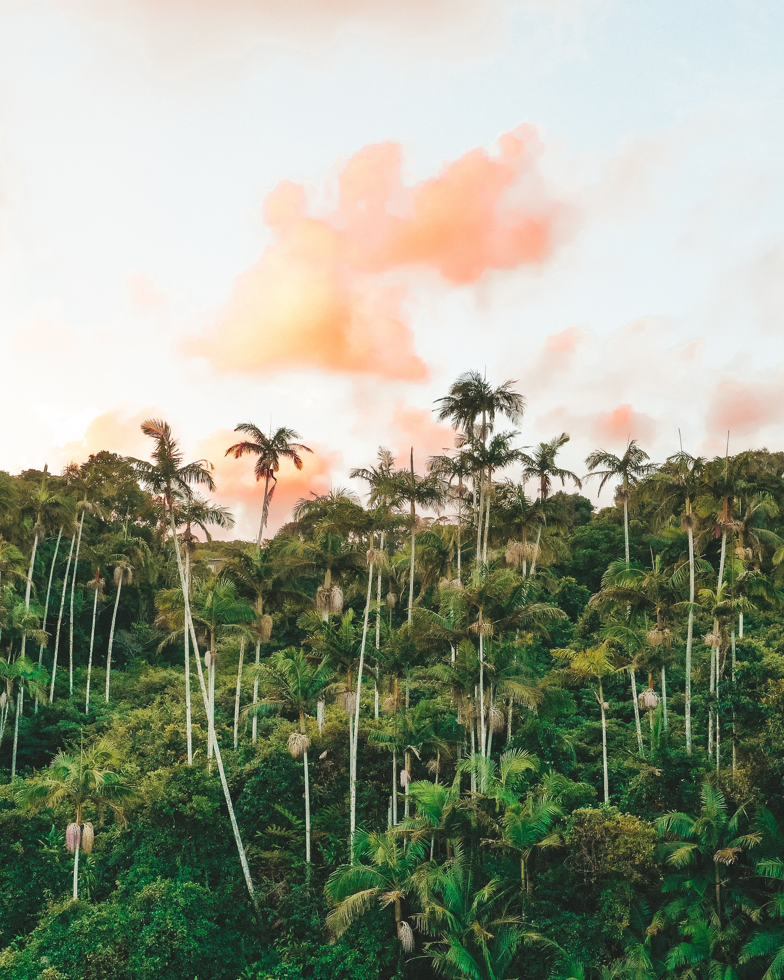 Palm Heaven — fine art nature print by Saxon Kent, Byron Bay hinterland coastal wall art