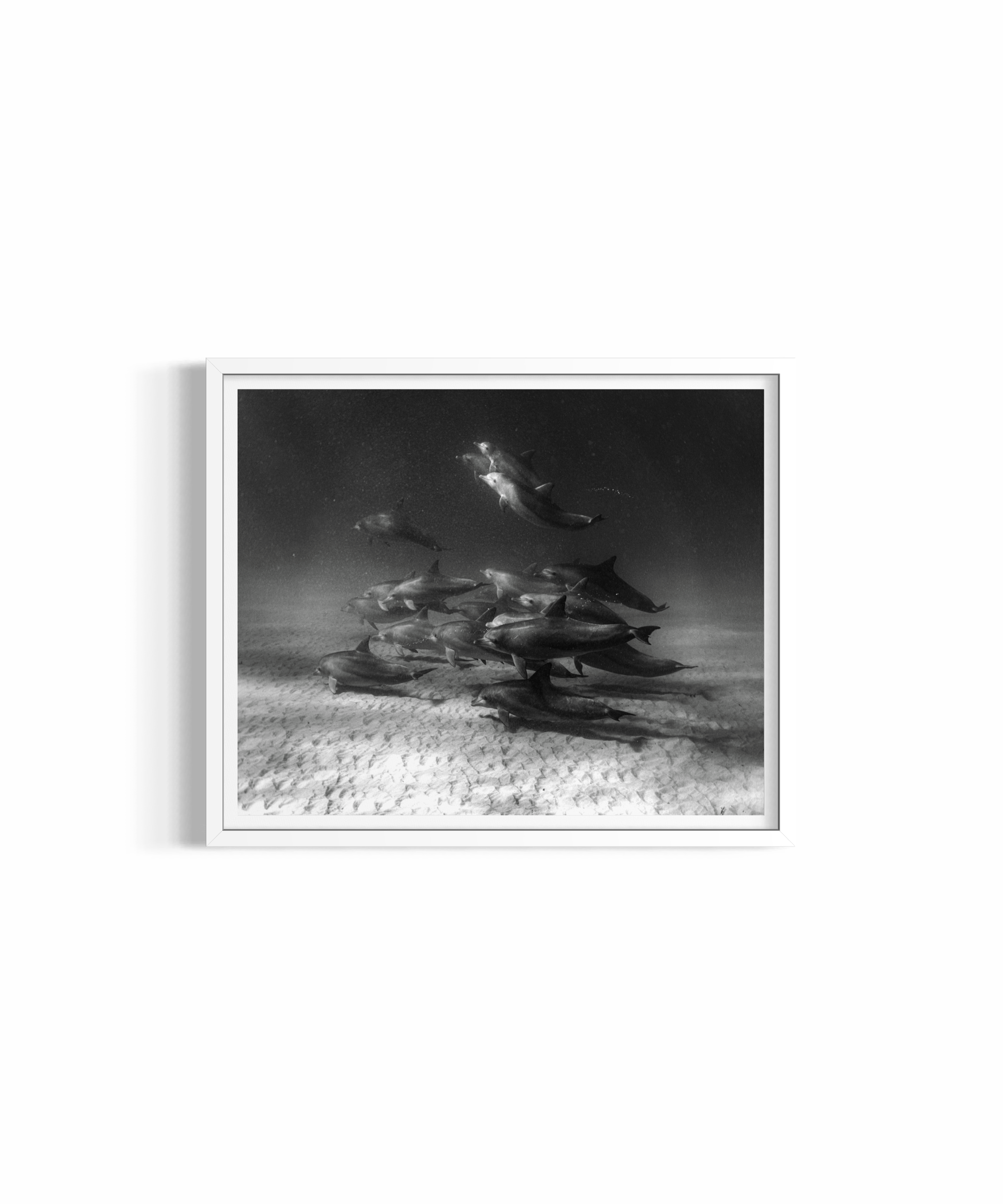 Wategos Pod rolled print — dolphin photography wall art by Saxon Kent, Wategos Beach Byron Bay