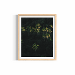 Palm Dreaming — fine art tropical photography by Saxon Kent, Byron Bay hinterland coastal wall art