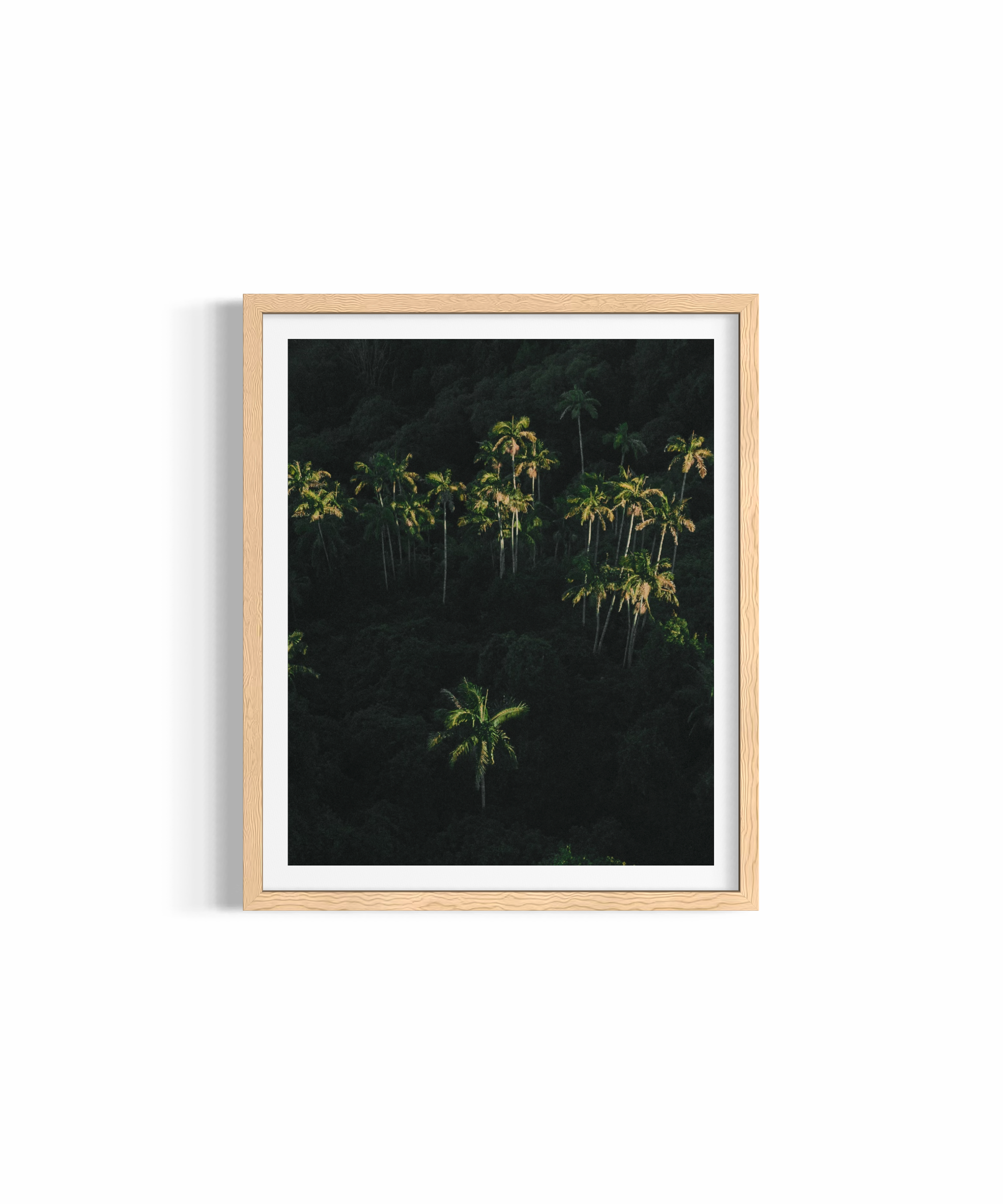 Palm Dreaming — fine art tropical photography by Saxon Kent, Byron Bay hinterland coastal wall art