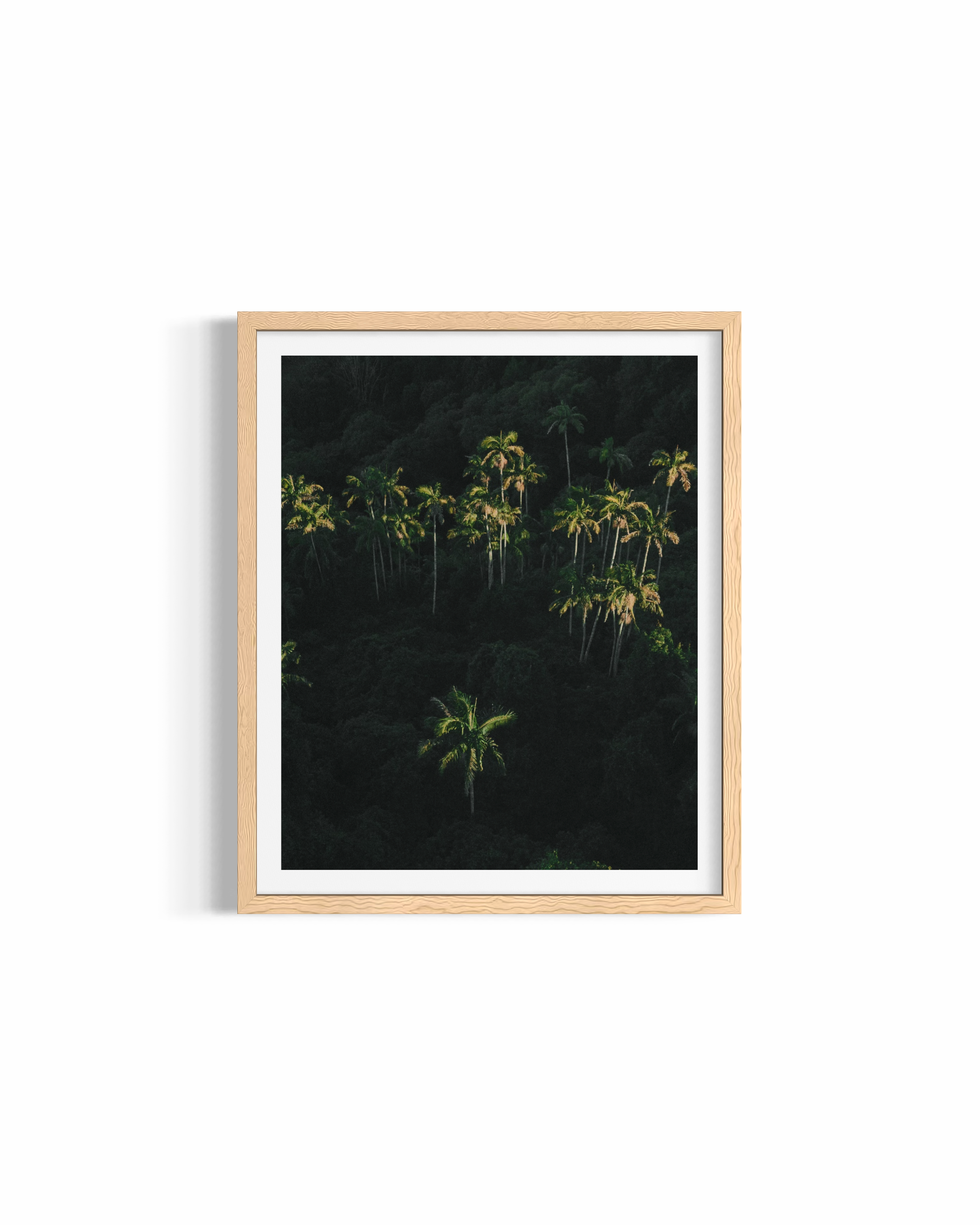 Palm Dreaming — fine art tropical photography by Saxon Kent, Byron Bay hinterland coastal wall art