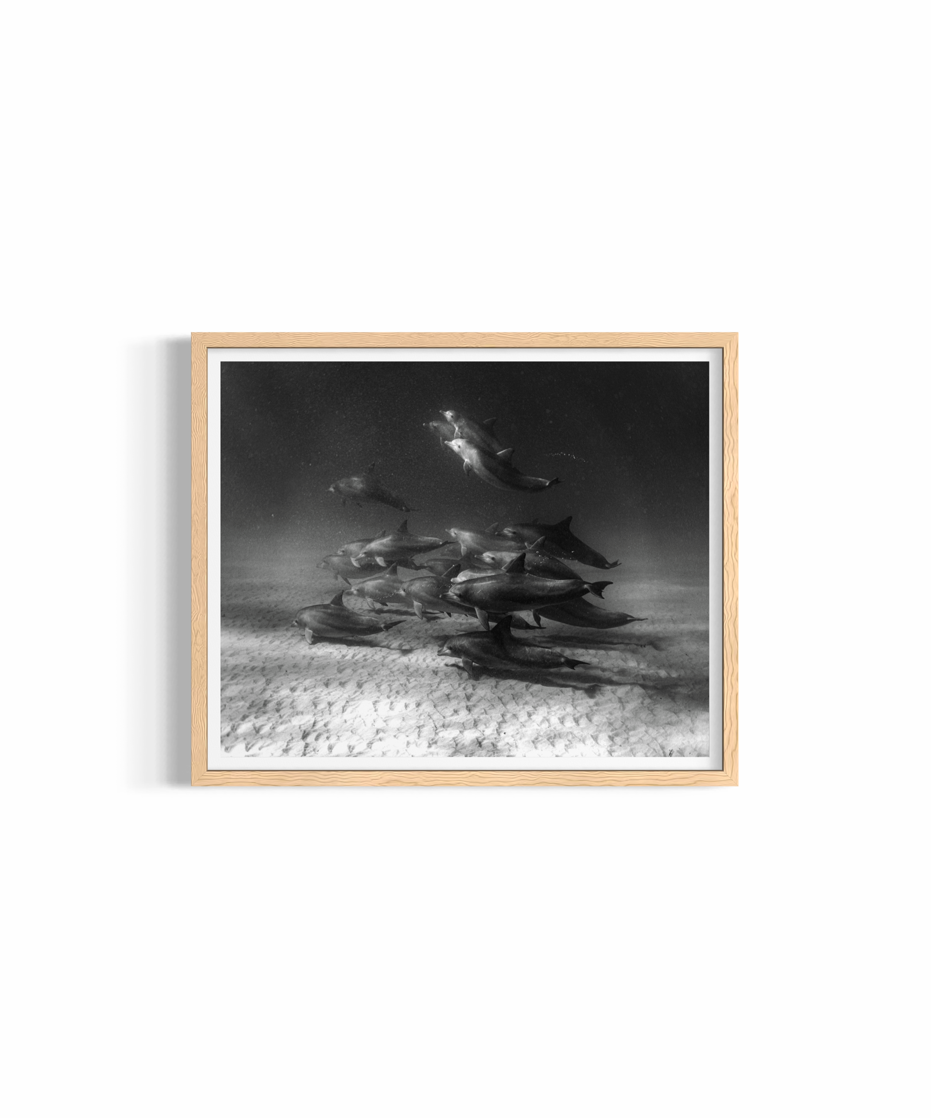 Wategos Pod — fine art marine wildlife photography by Saxon Kent, Wategos Beach Byron Bay coastal wall art
