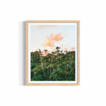 Palm Heaven — fine art tropical photography by Saxon Kent, Byron Bay hinterland coastal wall art