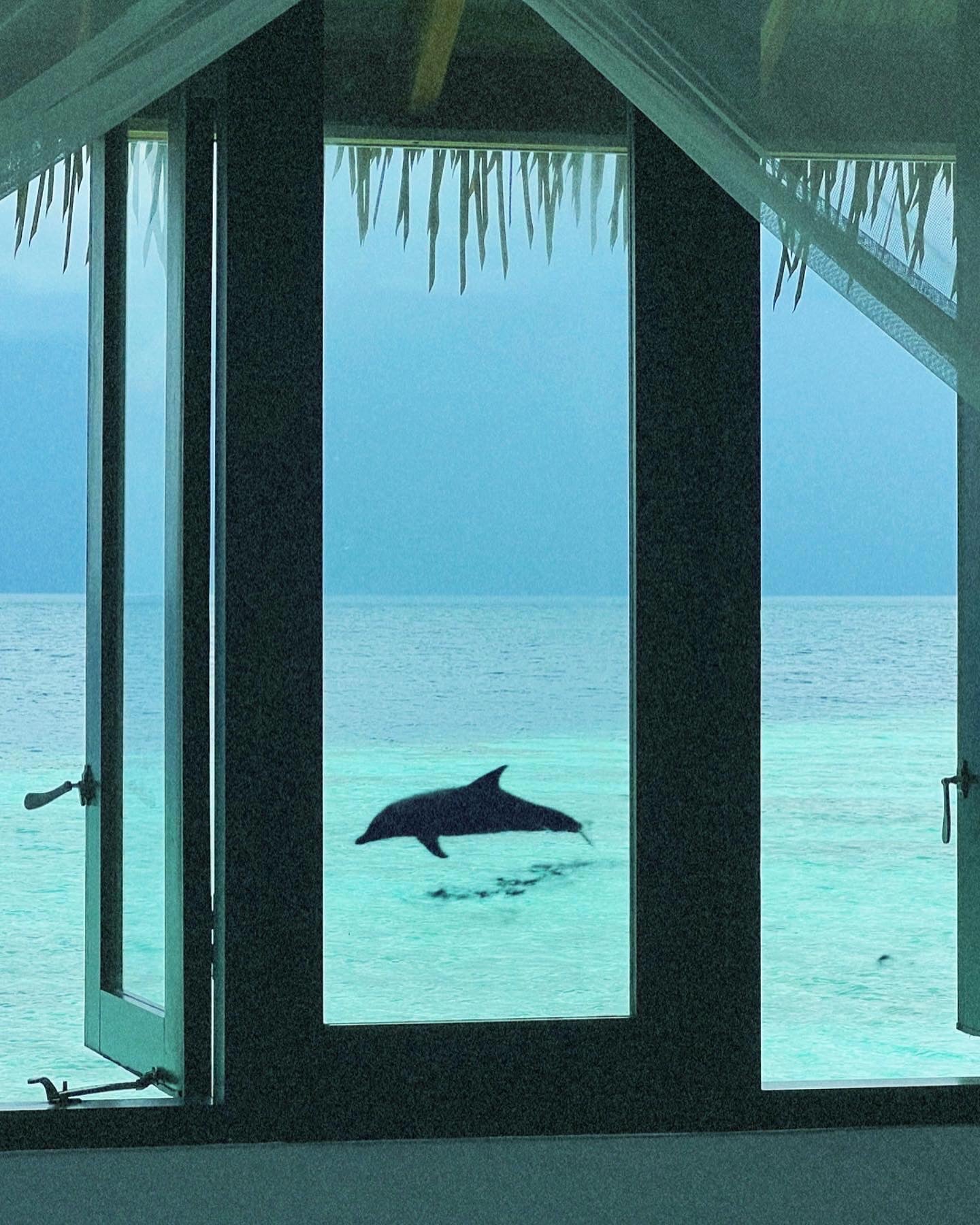 Window to Heaven — fine art ocean print by Saxon Kent, Maldives dolphin photography coastal wall art