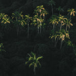 Palm Dreaming — fine art nature print by Saxon Kent, Byron Bay hinterland coastal wall art