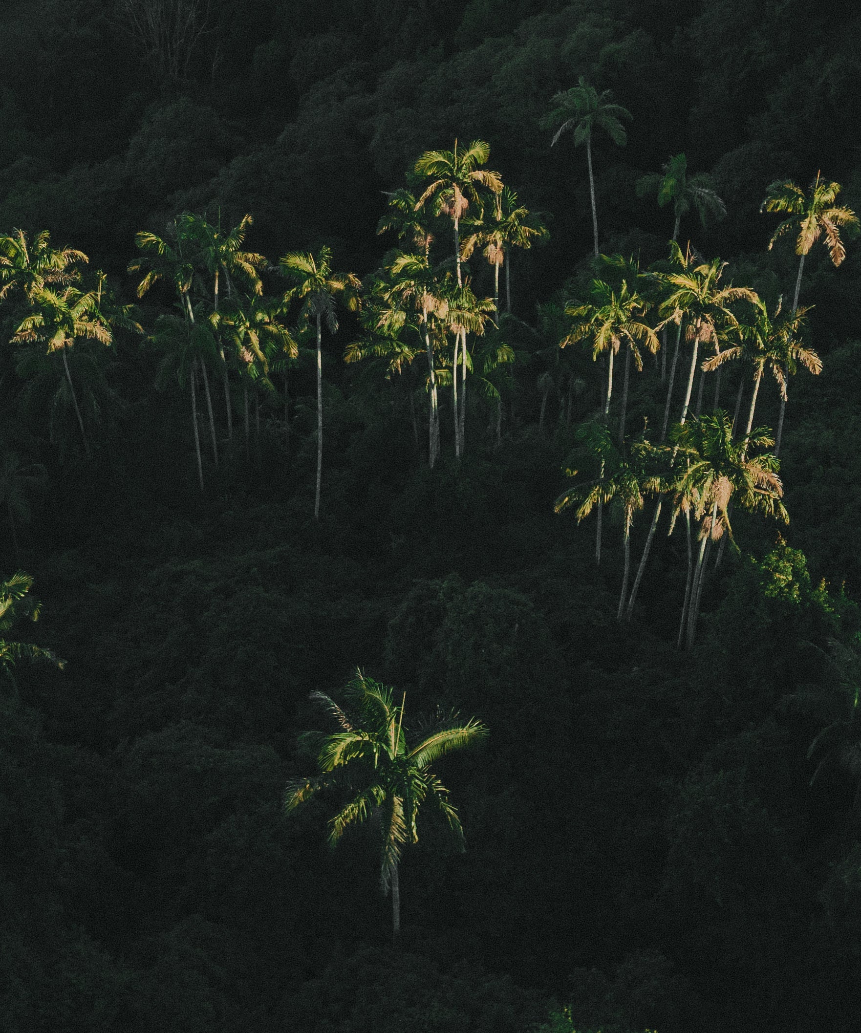 Palm Dreaming — fine art nature print by Saxon Kent, Byron Bay hinterland coastal wall art