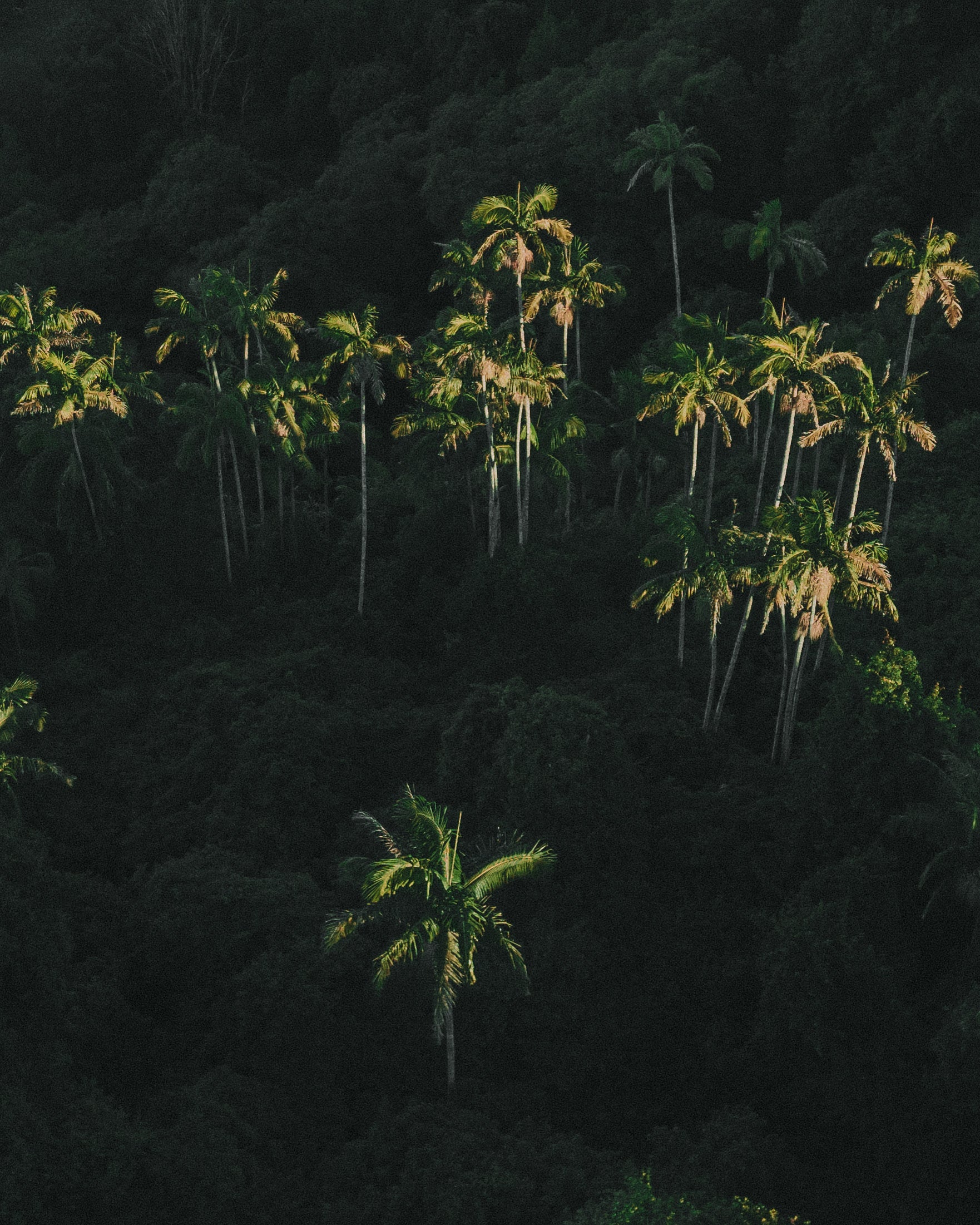 Palm Dreaming — fine art nature print by Saxon Kent, Byron Bay hinterland coastal wall art