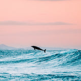 Dolphin Jump ~ Byron Bay