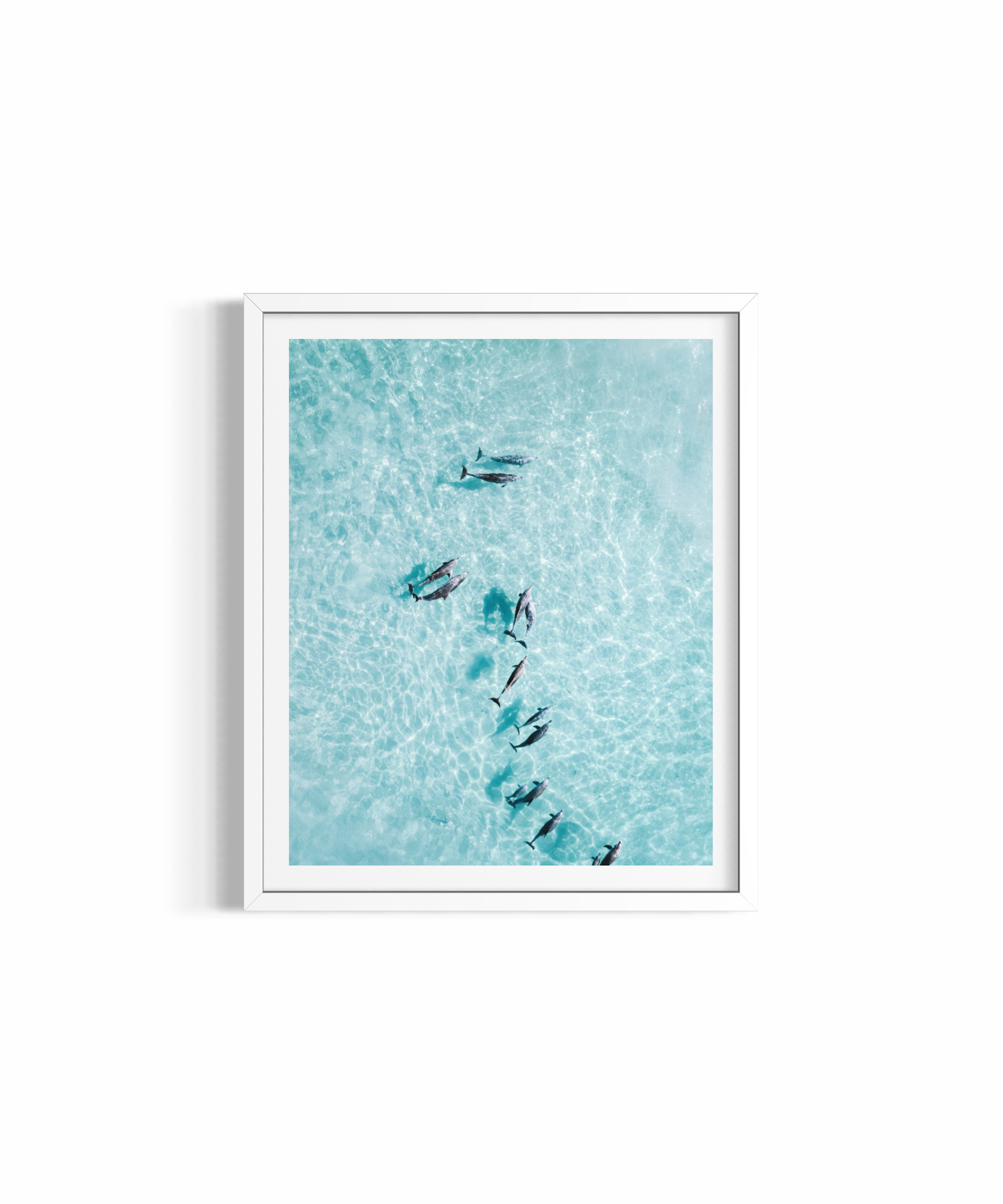 Basking Dolphins ~ Tallow Beach