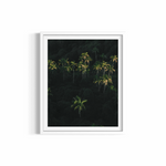 Palm Dreaming rolled print — nature photography wall art by Saxon Kent, Byron Bay hinterland