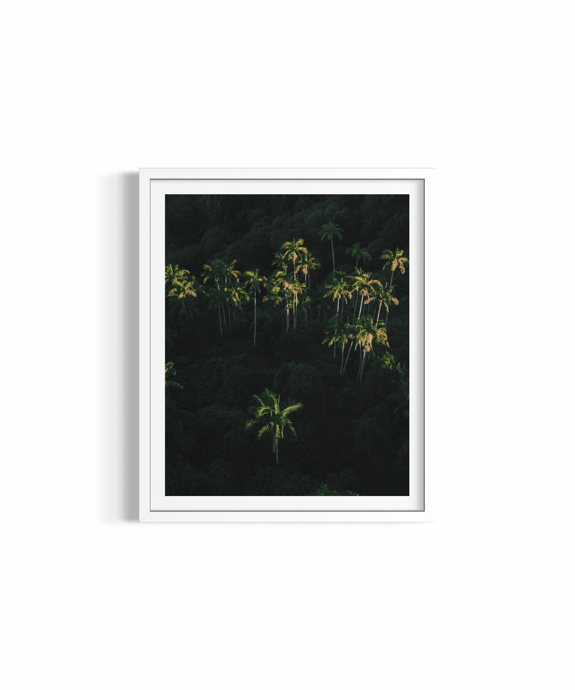 Palm Dreaming rolled print — nature photography wall art by Saxon Kent, Byron Bay hinterland