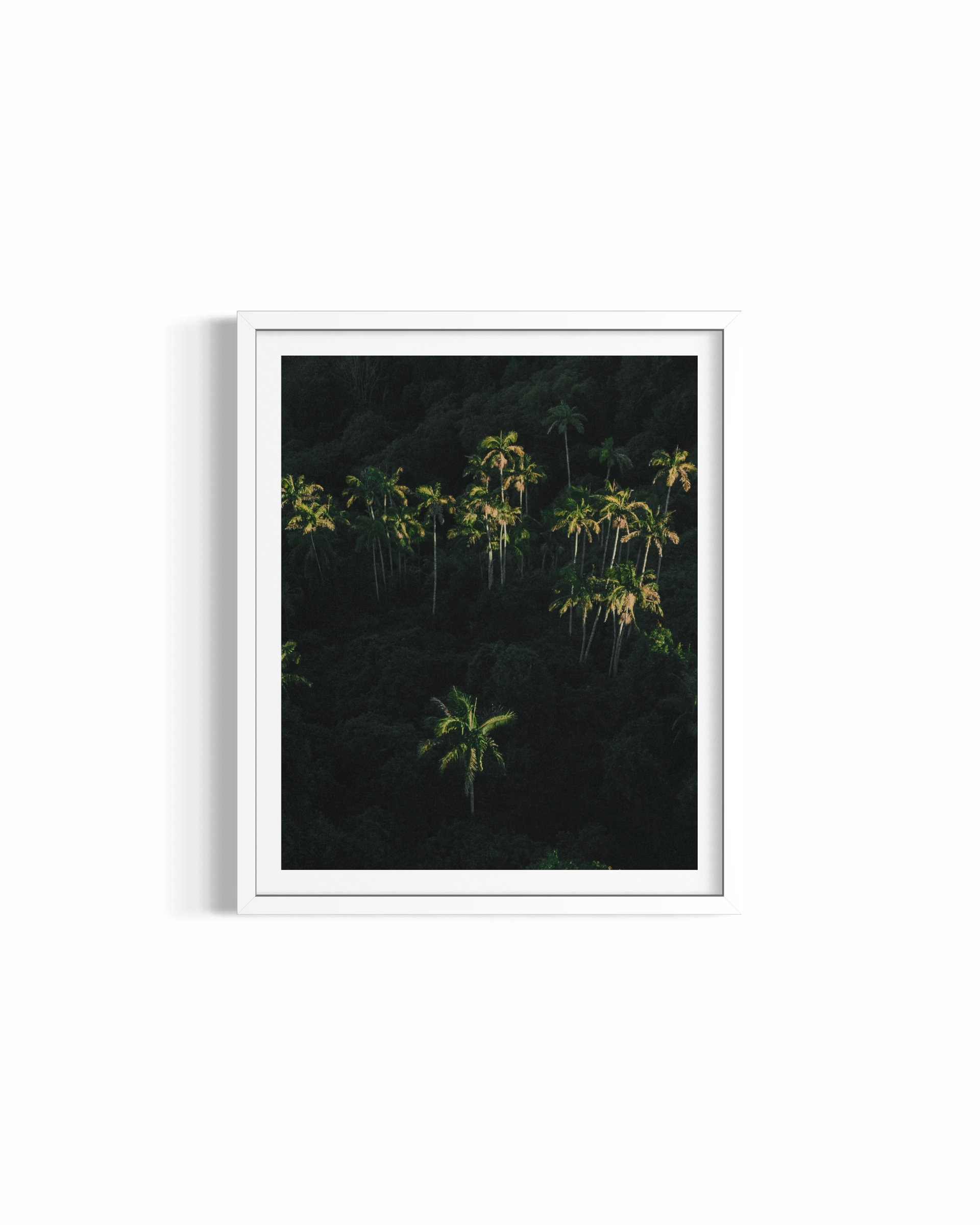 Palm Dreaming rolled print — nature photography wall art by Saxon Kent, Byron Bay hinterland
