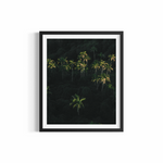 Lush tropical palm jungle in the Byron Bay hinterland — Palm Dreaming fine art print by Saxon Kent