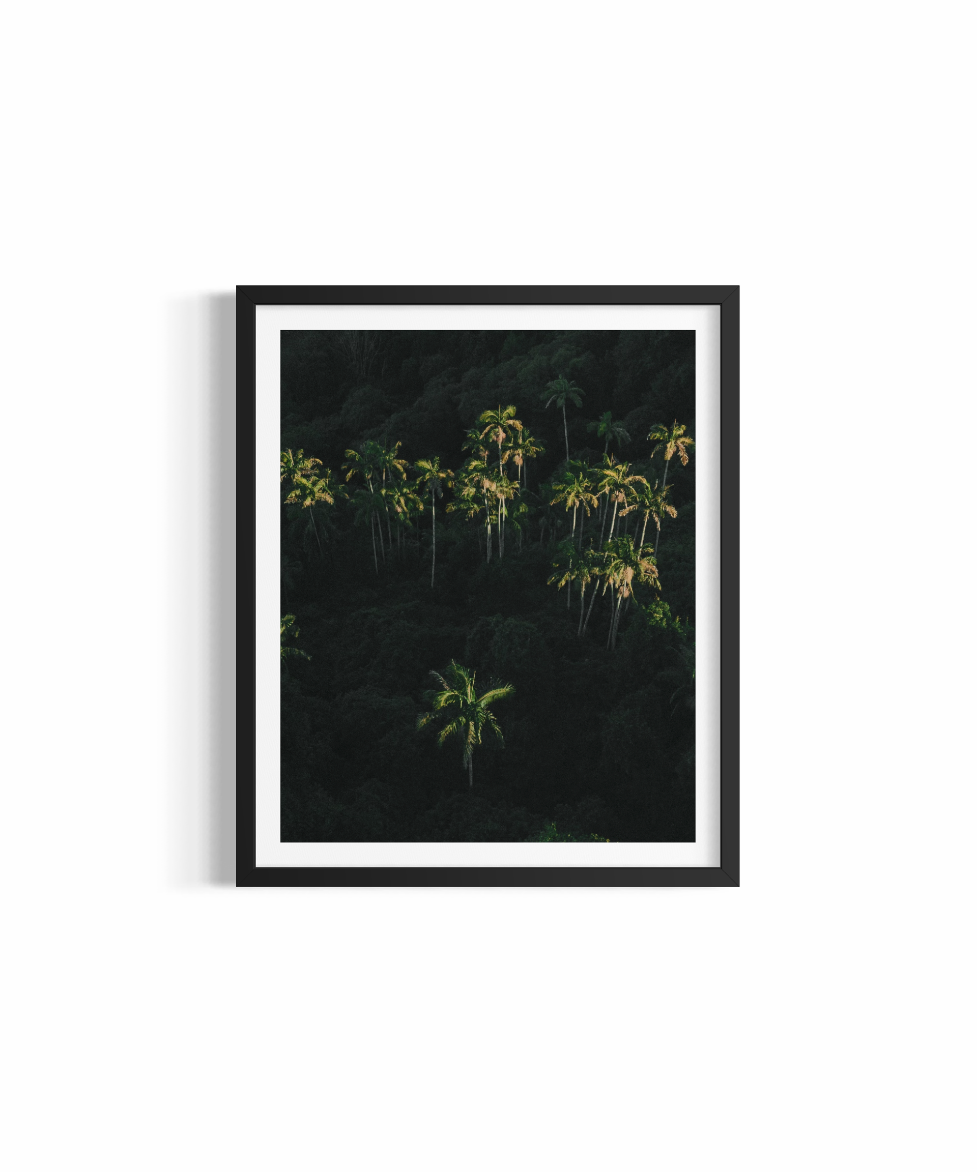 Lush tropical palm jungle in the Byron Bay hinterland — Palm Dreaming fine art print by Saxon Kent
