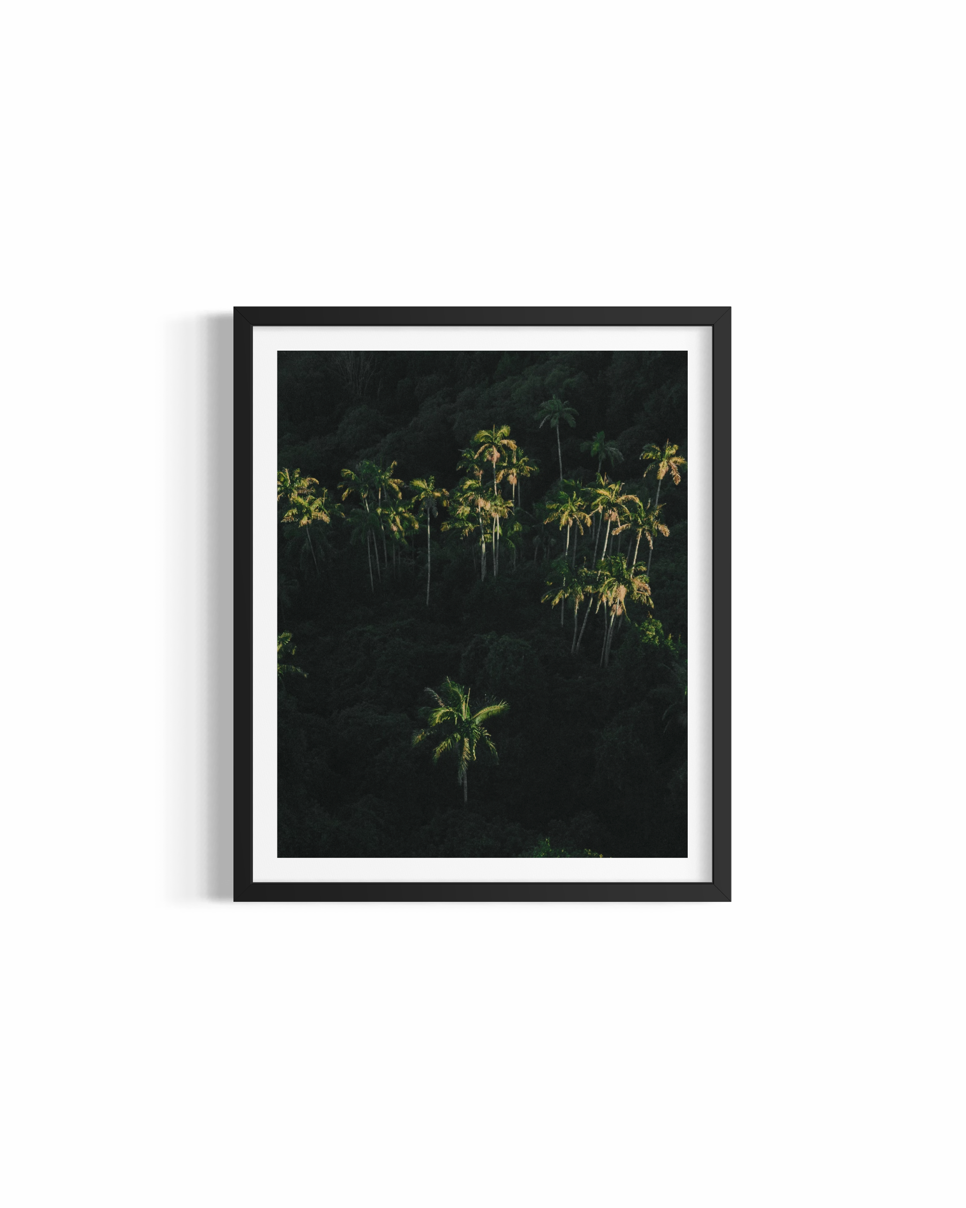 Lush tropical palm jungle in the Byron Bay hinterland — Palm Dreaming fine art print by Saxon Kent