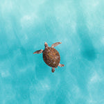 Green Sea Turtle — fine art ocean print by Saxon Kent, The Pass Byron Bay coastal wall art