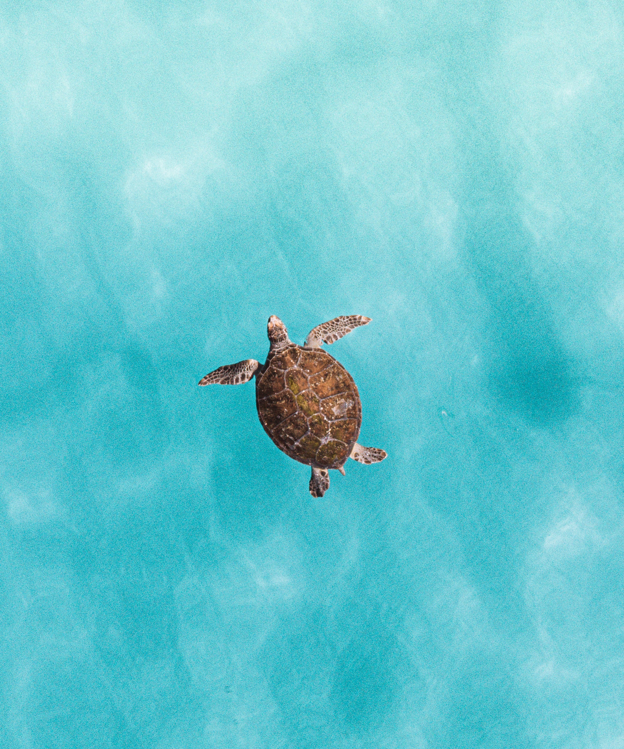 Green Sea Turtle — fine art ocean print by Saxon Kent, The Pass Byron Bay coastal wall art