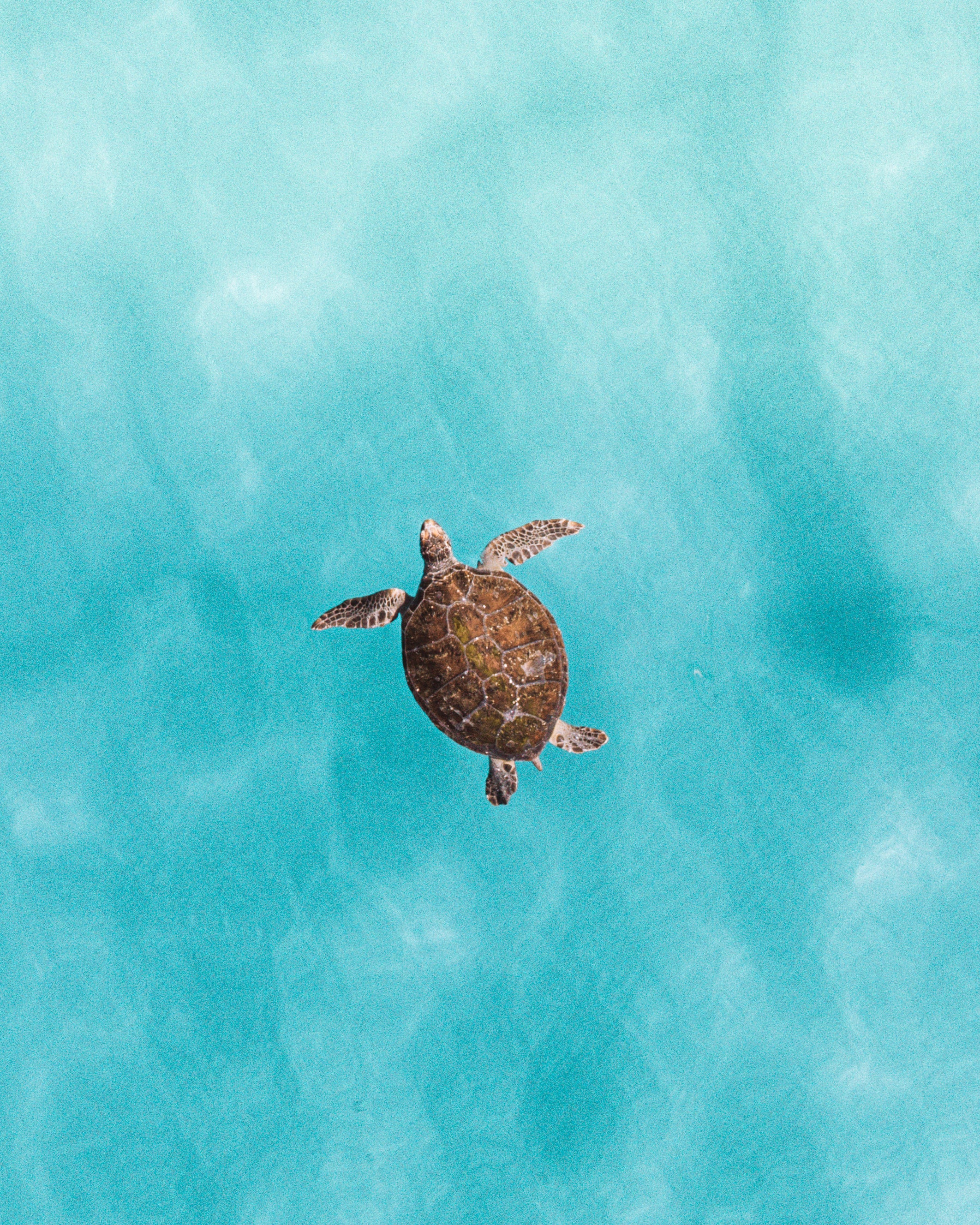 Green Sea Turtle — fine art ocean print by Saxon Kent, The Pass Byron Bay coastal wall art
