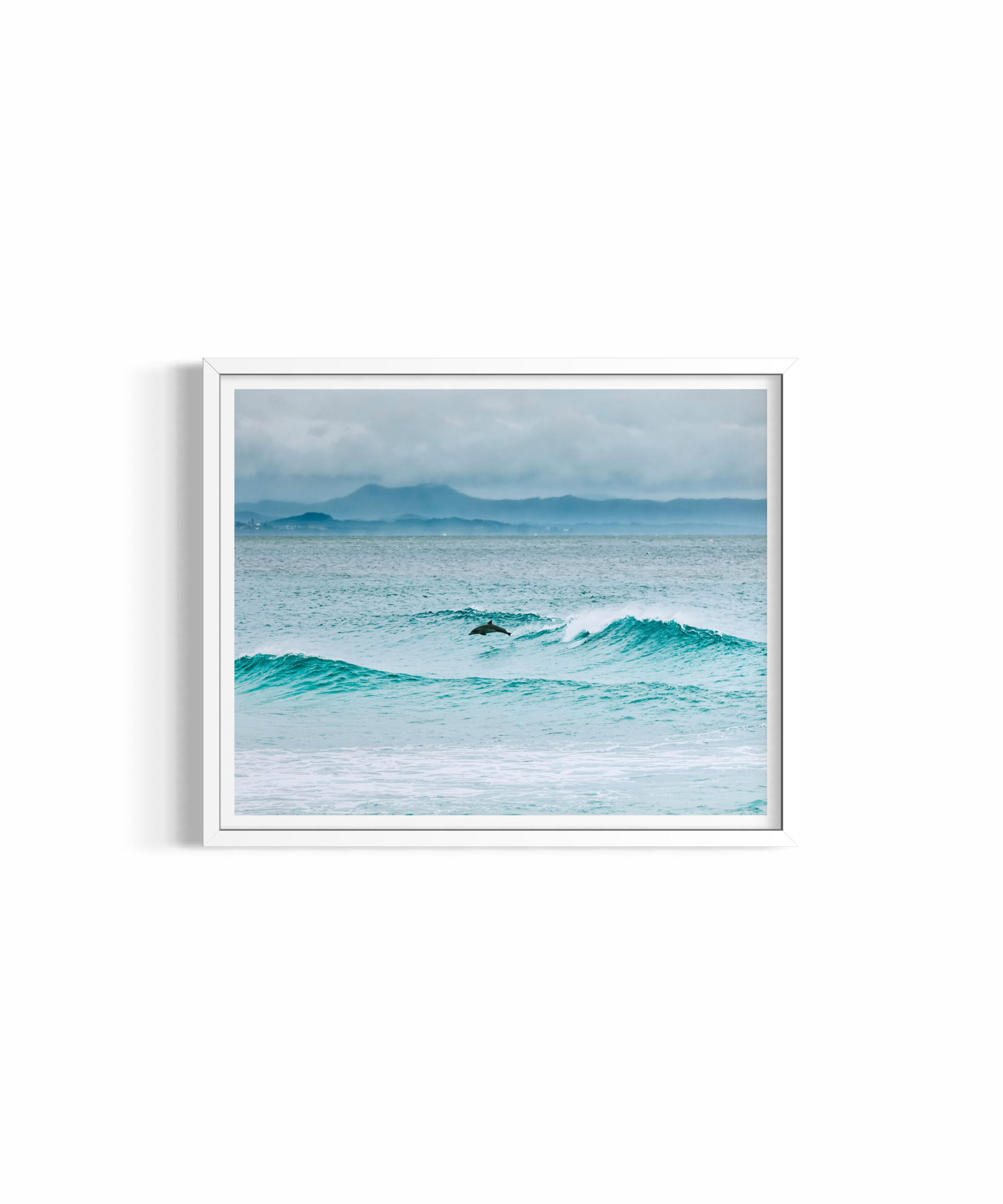 Diving Dolphin rolled print — dolphin photography wall art by Saxon Kent, Wategos Beach Byron Bay
