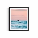 Dolphin Jump ~ Byron Bay