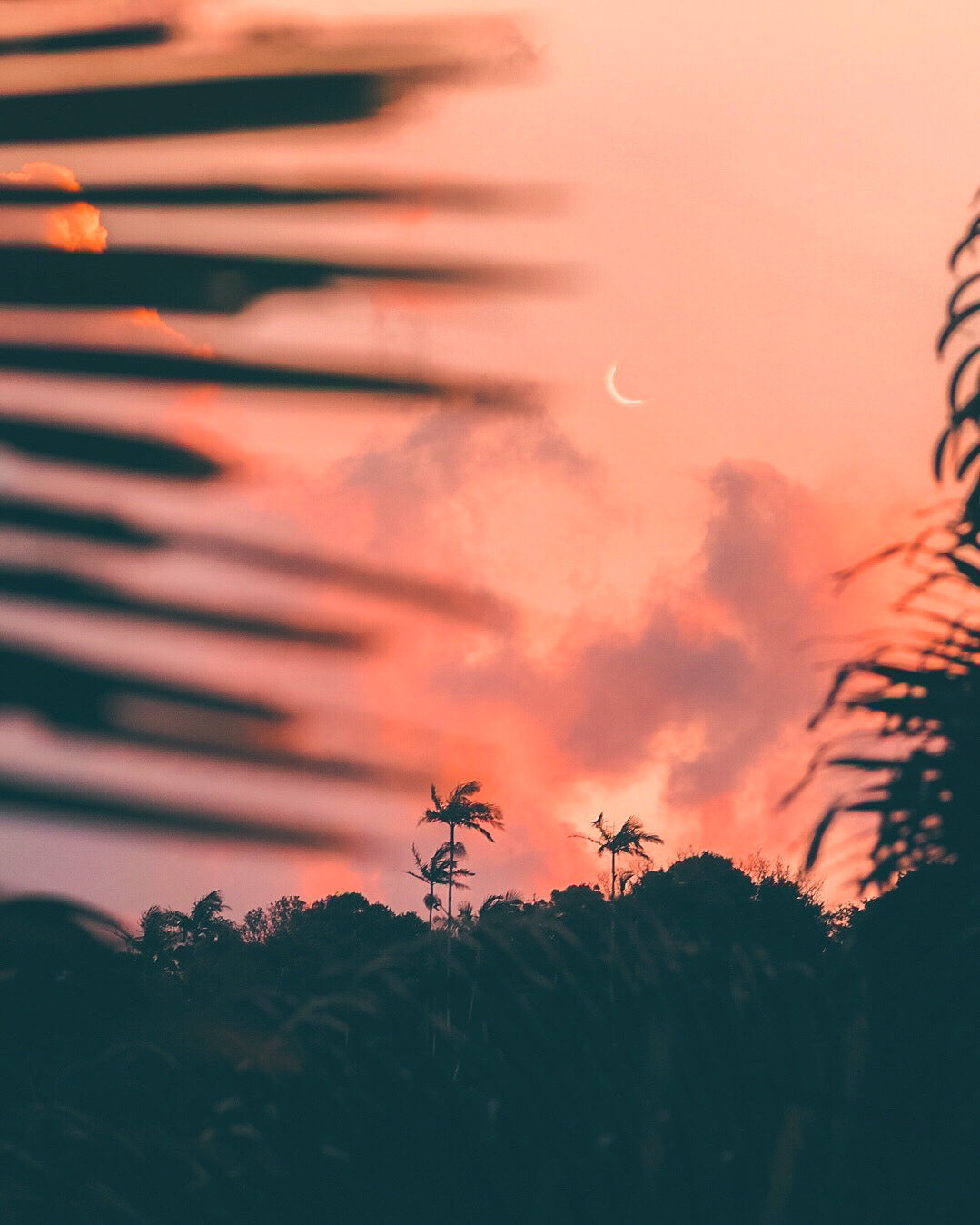 Safe Place — fine art moon and palms print by Saxon Kent, Byron Bay coastal wall art