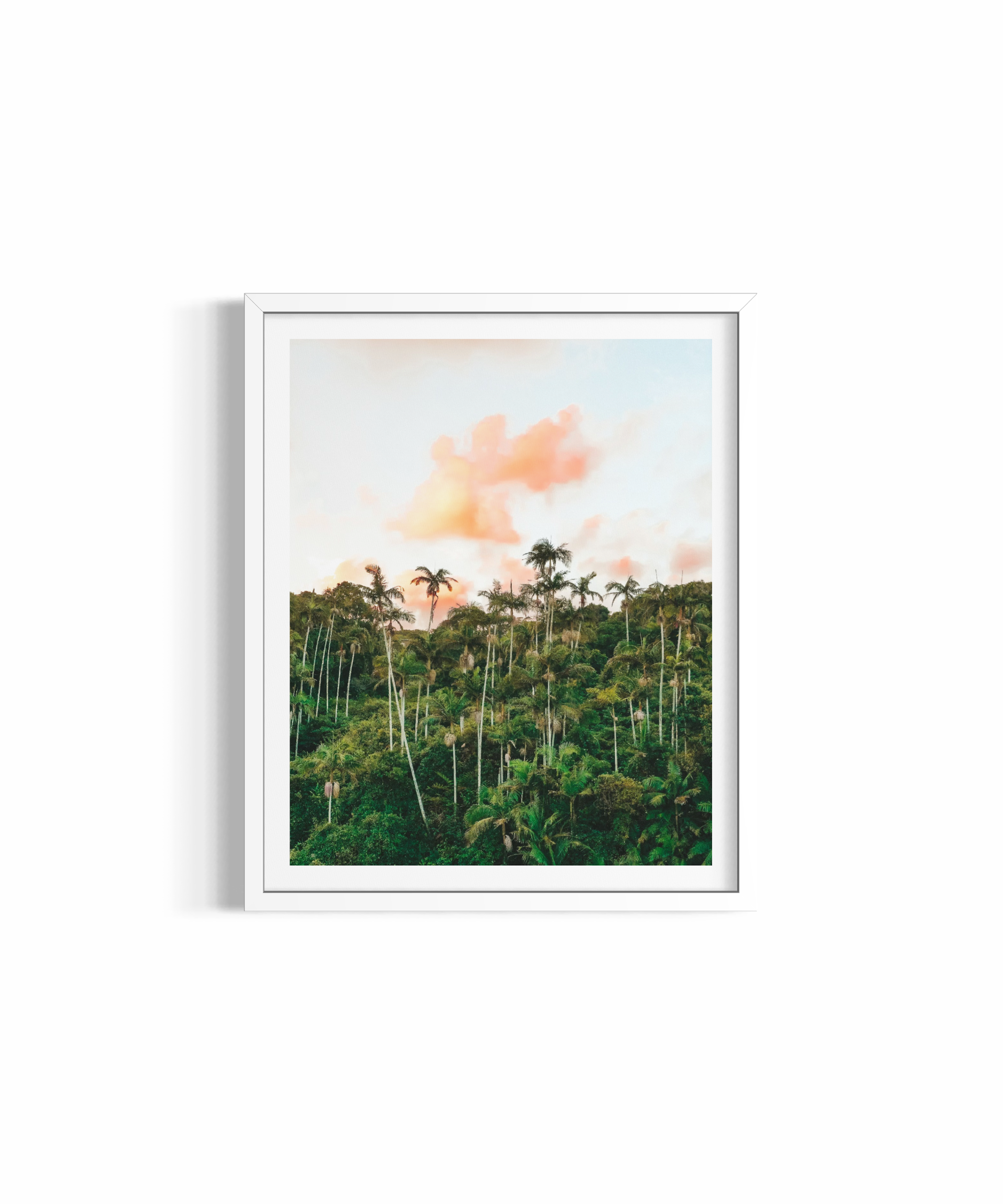Palm Heaven rolled print — nature photography wall art by Saxon Kent, Byron Bay hinterland
