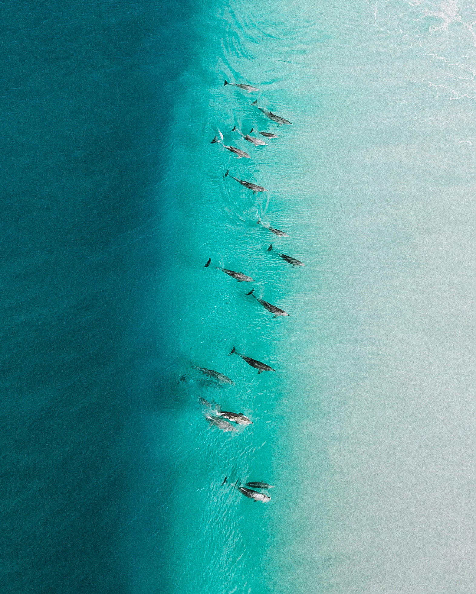 Party Wave — fine art ocean print by Saxon Kent, Wategos Beach Byron Bay dolphin photography