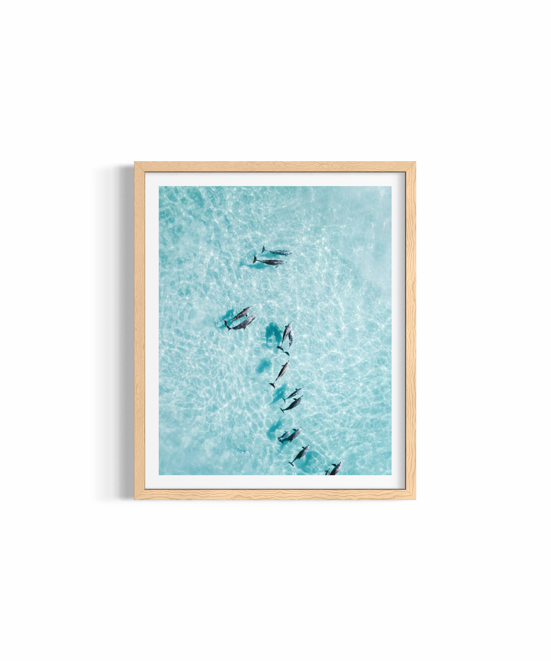 Basking Dolphins ~ Tallow Beach