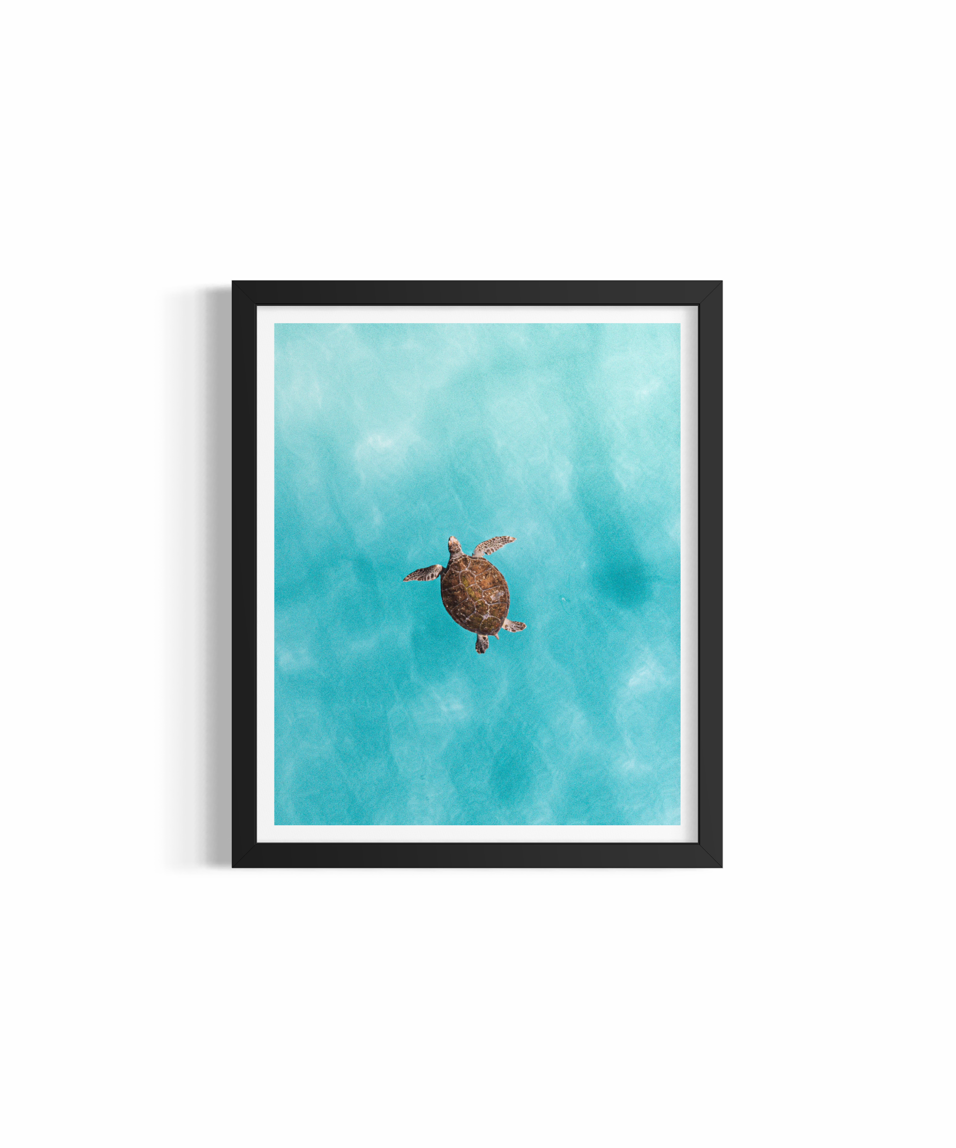 Aerial green sea turtle and surfers at The Pass, Byron Bay — Green Sea Turtle fine art ocean photography print by Saxon Kent