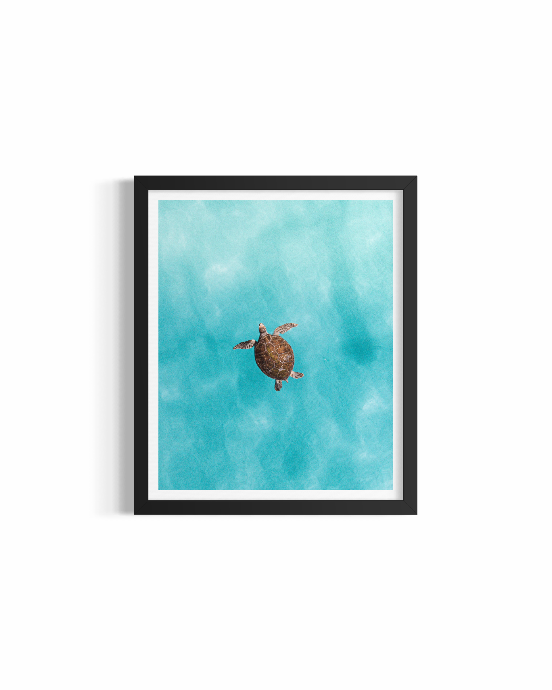 Aerial green sea turtle and surfers at The Pass, Byron Bay — Green Sea Turtle fine art ocean photography print by Saxon Kent